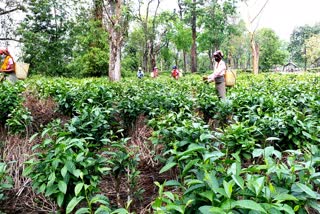 Menoka tae garden Baksa has started working amidst COVID 19 lockdown