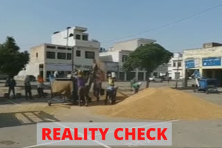 Punjab: ETV Bharat's reality check during wheat procurement process