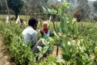 Farmers are unable to get good prices of peas in Himachal