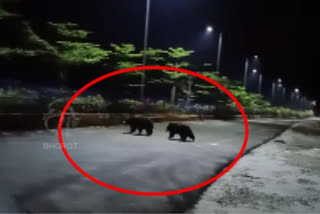 The bear wandering on the Thirumala hill