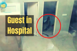 Gujarat news  Gandhinagar news  Leopard attack  Ayurvedic hospital  ഗാന്ധി നഗർ  ഗുജറാത്ത്  ആയുർവേദ ആശുപത്രി  ലിപോർഡ്