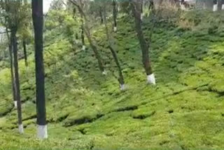 Kangra tea hit hard by COVID-19, growers expect huge losses