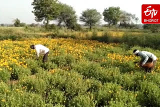 फुलशेती करणारा शेतकरी अडचणीत