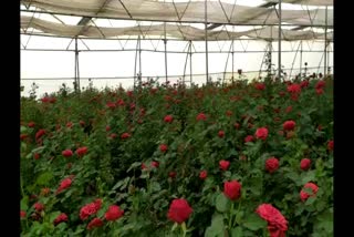 Farmers producing flowers are on the verge of ruin