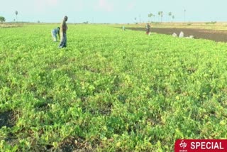 cucumber-farmers-who-lost-their-livelihood-by-corona