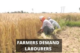 Punjab farmers demand labourers and machine for wheat procurement