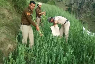 Padhar police caught poppy cultivation