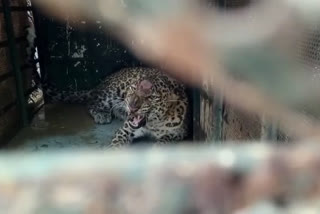 Leopard caught in forest department cage