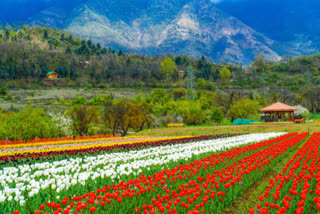 corona effect on tulip garden of kashmir