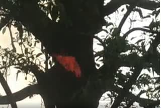 fire-in-tree-due-to-lightning-fall-in-bilaspur