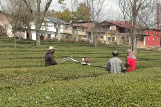 KANGRA TEA PRODUCTION EFFECTED DUE TO CORONAVIRUS