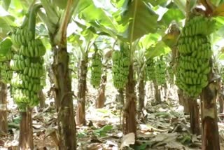 Banana rate decreased in Ramanagara