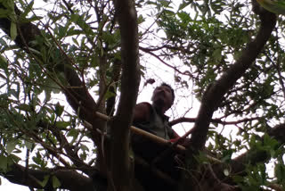 A man living in tree