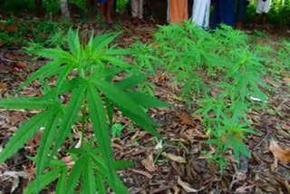 Cannabis plantation in trissur news  trissur latest news  തൃശൂര്‍ വാര്‍ത്തകള്‍  കേരള എക്‌സൈസ് വാര്‍ത്തകള്‍