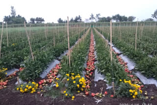 Capsicum crop destruction