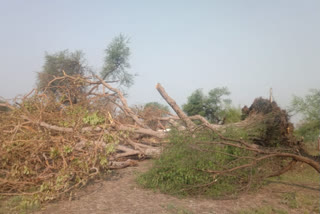 Trees broken by storm