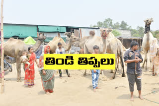 the-lifeblood-of-the-desert-in-lockdown-time in hyderabad