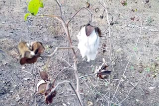 cotton-sales-in-perambalur