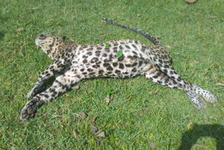 Leopard's dead body found in Kabini River