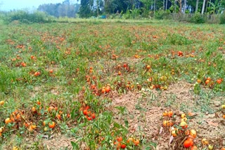 Vegitables damaged at Golaghat due to Lockdown