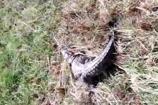 The crocodile was found on paddy farm land in Nalgonda