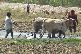 சித்திரை மாத நாற்று நடவு வேகமாக தொடக்கம்