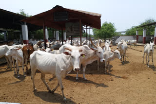 cattle-suffering-for-livestock