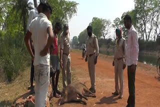 Carcass of wild boar found