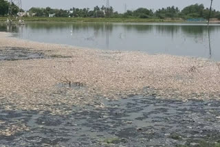 tons of fish died due to disinfectant nochimalai lake