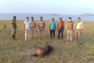 Eight wild boar deaths in 15 days, people in Bhadra sanctuary