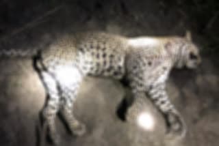 3-year-old-leopard-dies