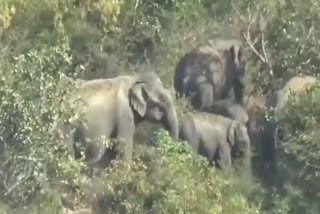 13-wild-elephants-seek-refuge-in-sulagiri-village