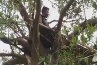 Assam's farmer on tree house is not fear of corona