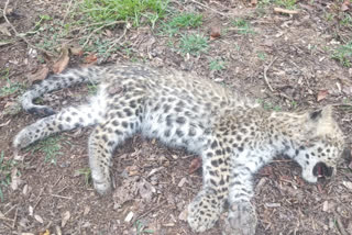 leopard deadbody recovered by gorumara range officers from tea garden in jalpaiguri