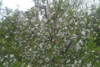 apple crop in garden