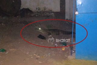 Crocodile came to public area in Ballary