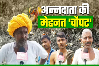 bundi news  in bundi tomato farming  tomato farming completely destroyed  tomato farming destroyed in lockdown