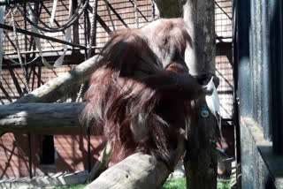 Orangutan tries to wear face mask in Polish zoo