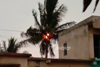 Coconut tree got fire due to Thunder in ballary