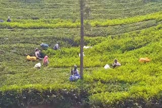 kunnoor tea board helping employees