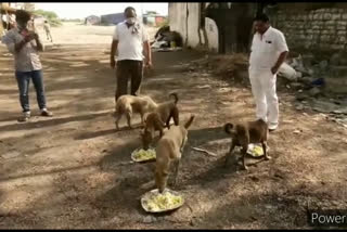 Young people hungry for dumb Animals at patancheru in Hyderabad