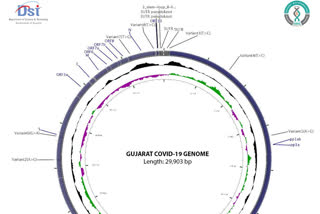 گجرات میں کورونا جینوم پایا گیا