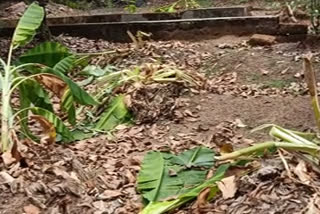 മലപ്പുറം  malappuram  wild elephant  കാട്ടാന ശല്യം രൂക്ഷം