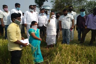 narsapur mla madan reddy visited rice crop forms at pothula boguda village