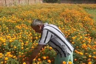 flower cultivation in deoria