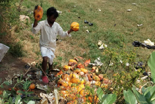 Papaya crops destruction in Surapur without buyers