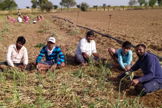 भोपालगढ़ न्यूज, भोपालगढ़ में कोरोना का असर, भोपालगढ़ में गिरी प्याज की कीमत, bhopalgarh news, effect of corona in bhopalgarh, demand of onion down in bhopalgarh