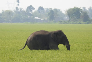 ছবি