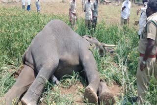 Six Elephants have died