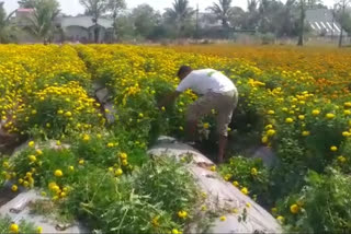 corona update  lockdown effect  flowers story pune